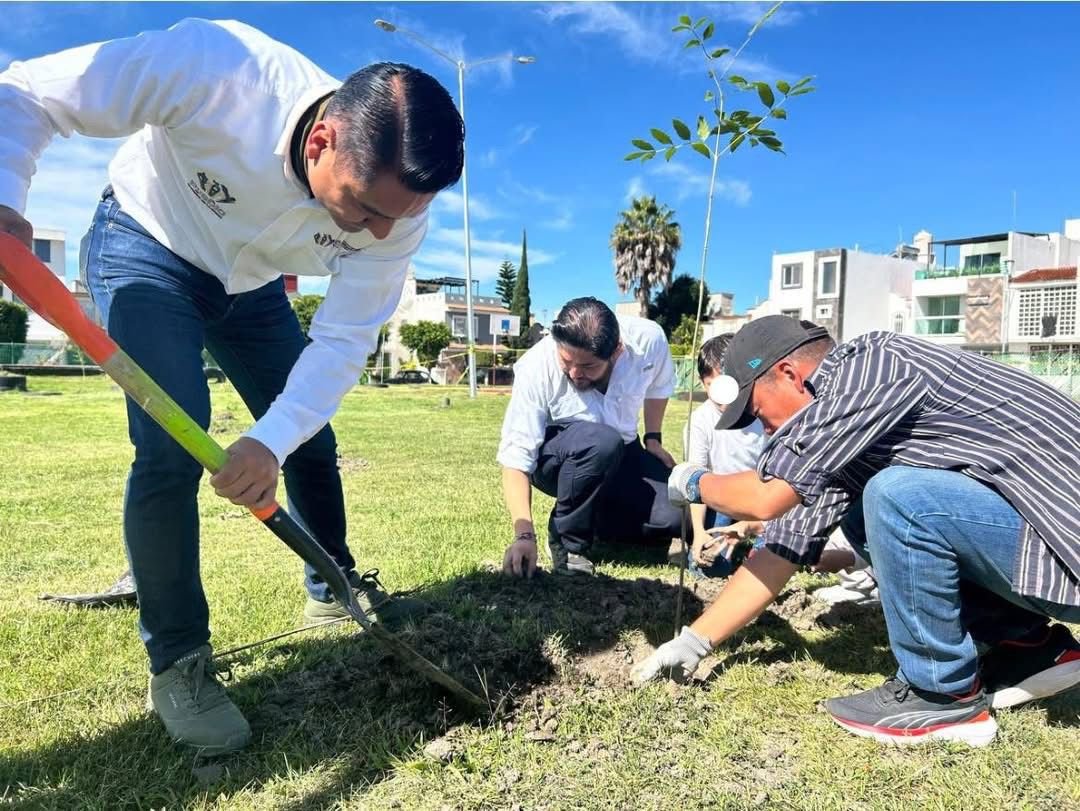 Gobierno de Puebla Capital impulsa reforestación con 590 nuevos árboles ...